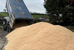 Bulk Fresh Sawdust 