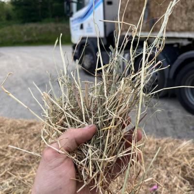 Hay 