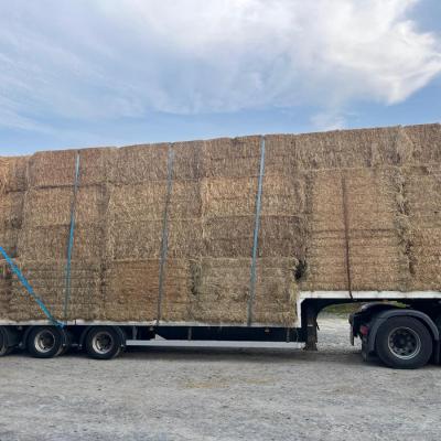 Hay 